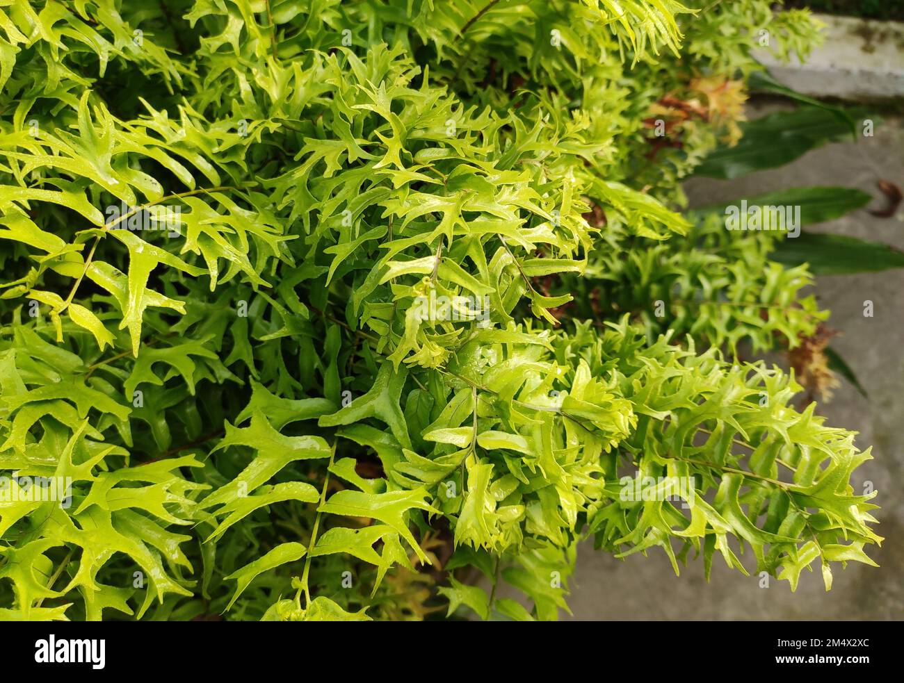 Fishtail fern is one of the ferns that can be used as an ornamental plant. Stock Photo
