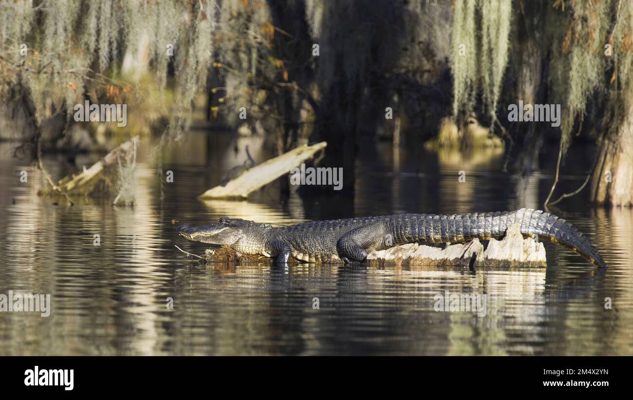 Large alligator basks on log in the Louisiana swamp bayou shown in full length in the golden hour sun with background of bald cypress and Spanish Moss Stock Photo