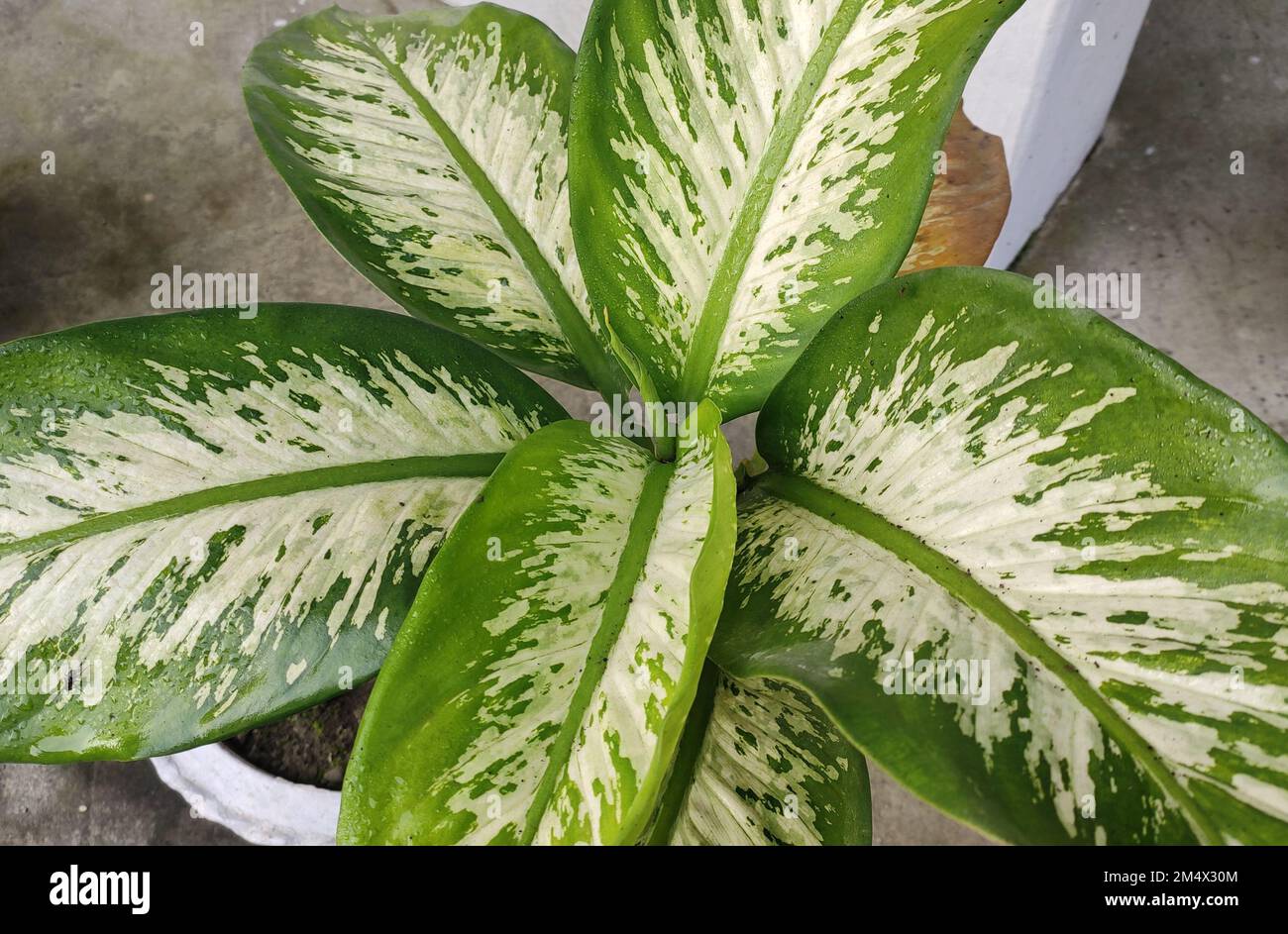 bantel's sensation snake plant Bantel's Sensation Snake Plant