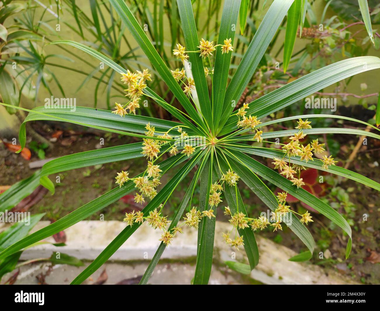 Ornamental plant - Cyperus alternifolius. Family - Cyperaceae. Common name- umbrella papyrus, umbrella sedge or umbrella palm. Stock Photo