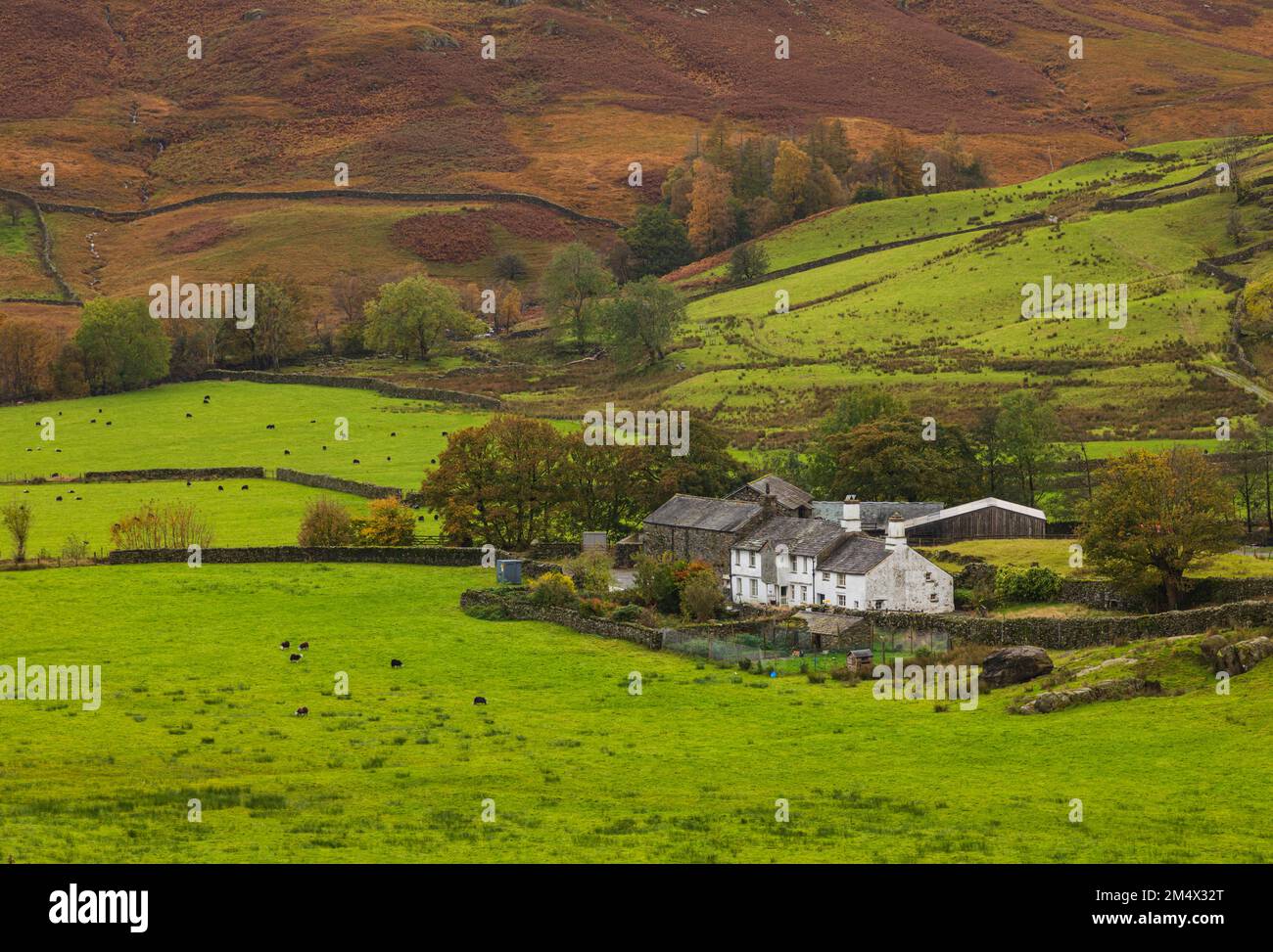Farm in the Langdale Valley Lake District Stock Photo