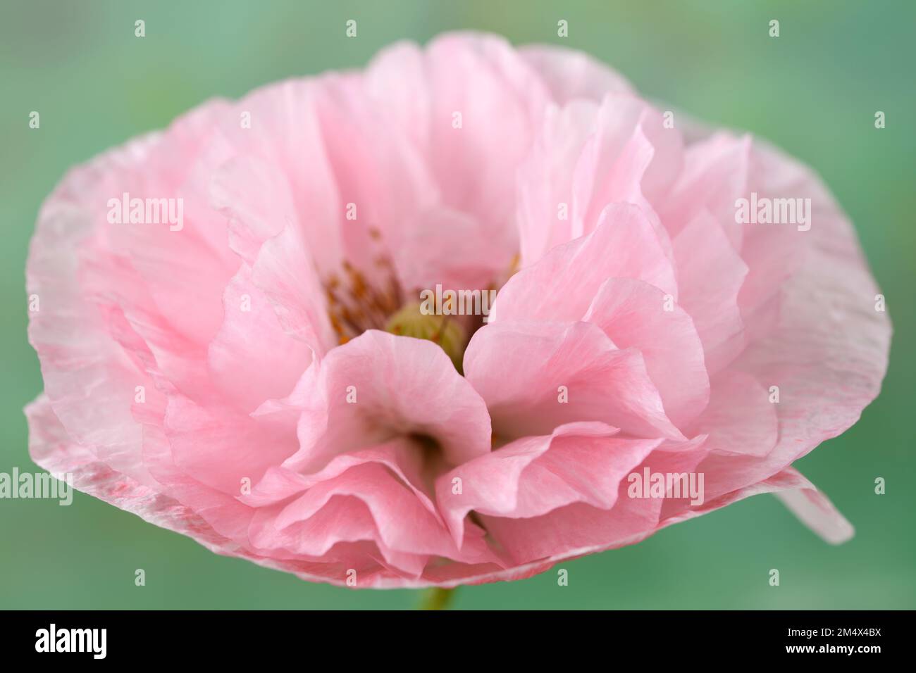 Papaver somniferum Opium poppy Stock Photo
