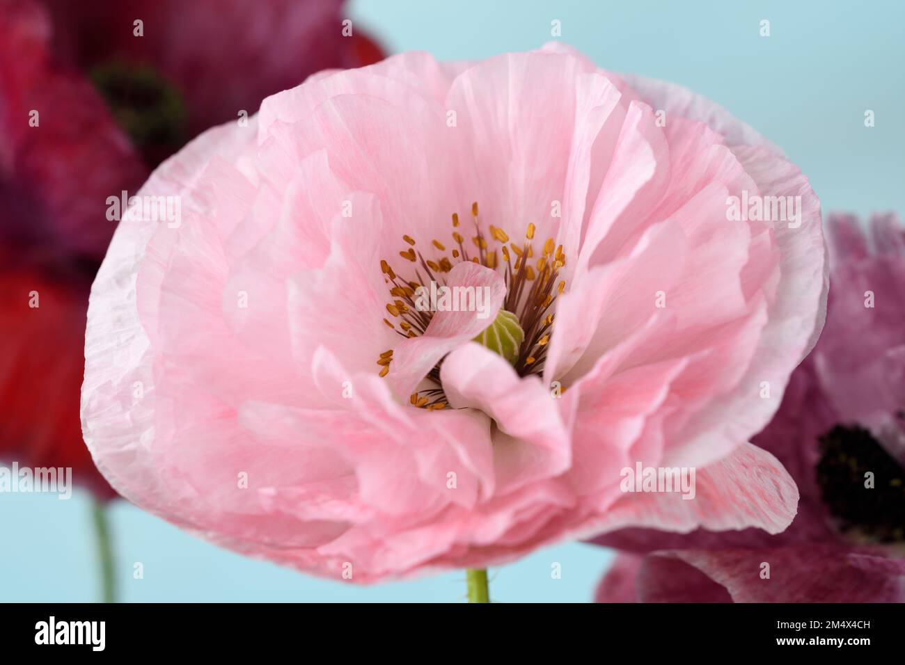 Papaver somniferum Opium poppy Stock Photo