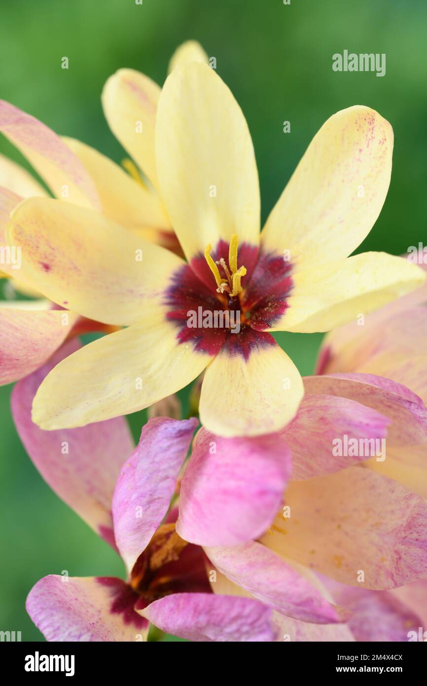 Ixia Flower fading from yellow to pink as it ages Stock Photo