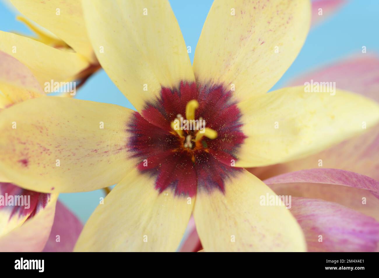 Ixia Flower fading from yellow to pink as it ages Stock Photo