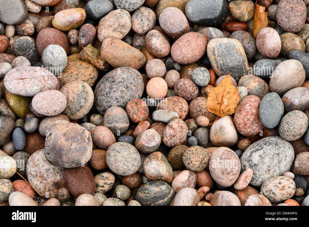 Cobble Sized Rocks Cobble rocks hi-res stock photography and images - Alamy