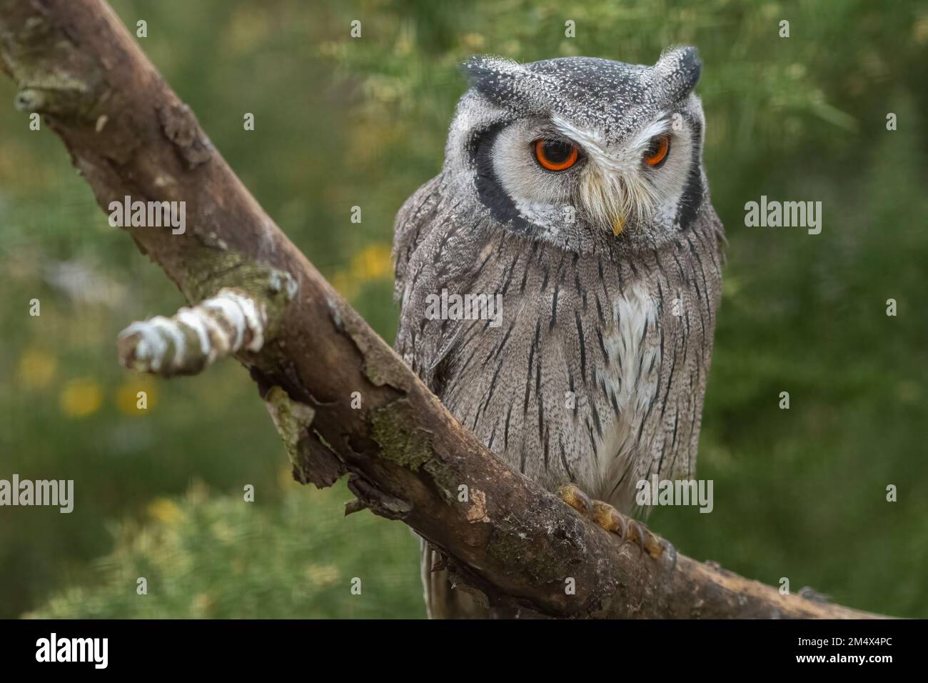 Northern white-faced owl (Ptilopsis leucotis), formerly known as white-faced scops owl Stock Photo