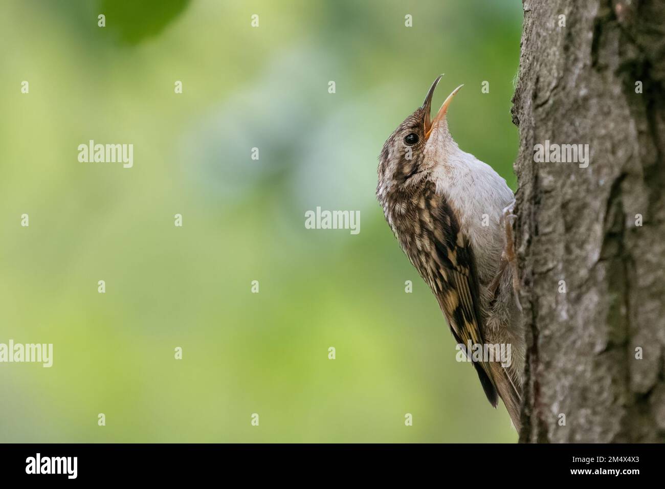 Eurasian treecreeper or common treecreeper (Certhia familiaris). British woodland bird. Stock Photo