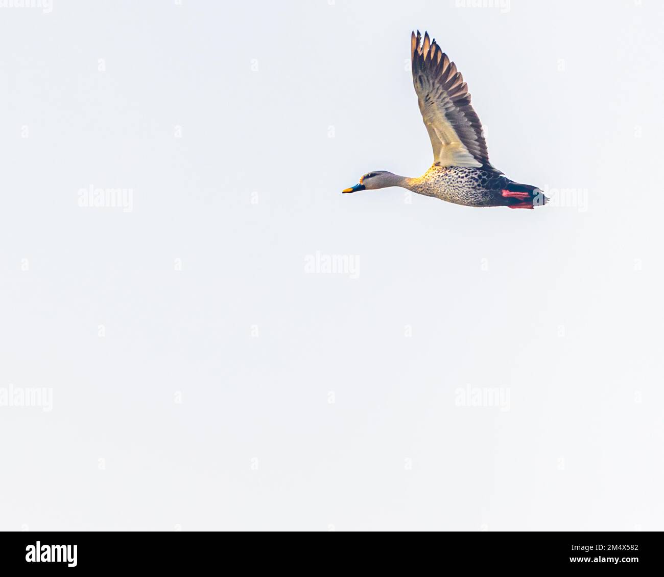 A Spot Billed Duck flying in sky Stock Photo - Alamy