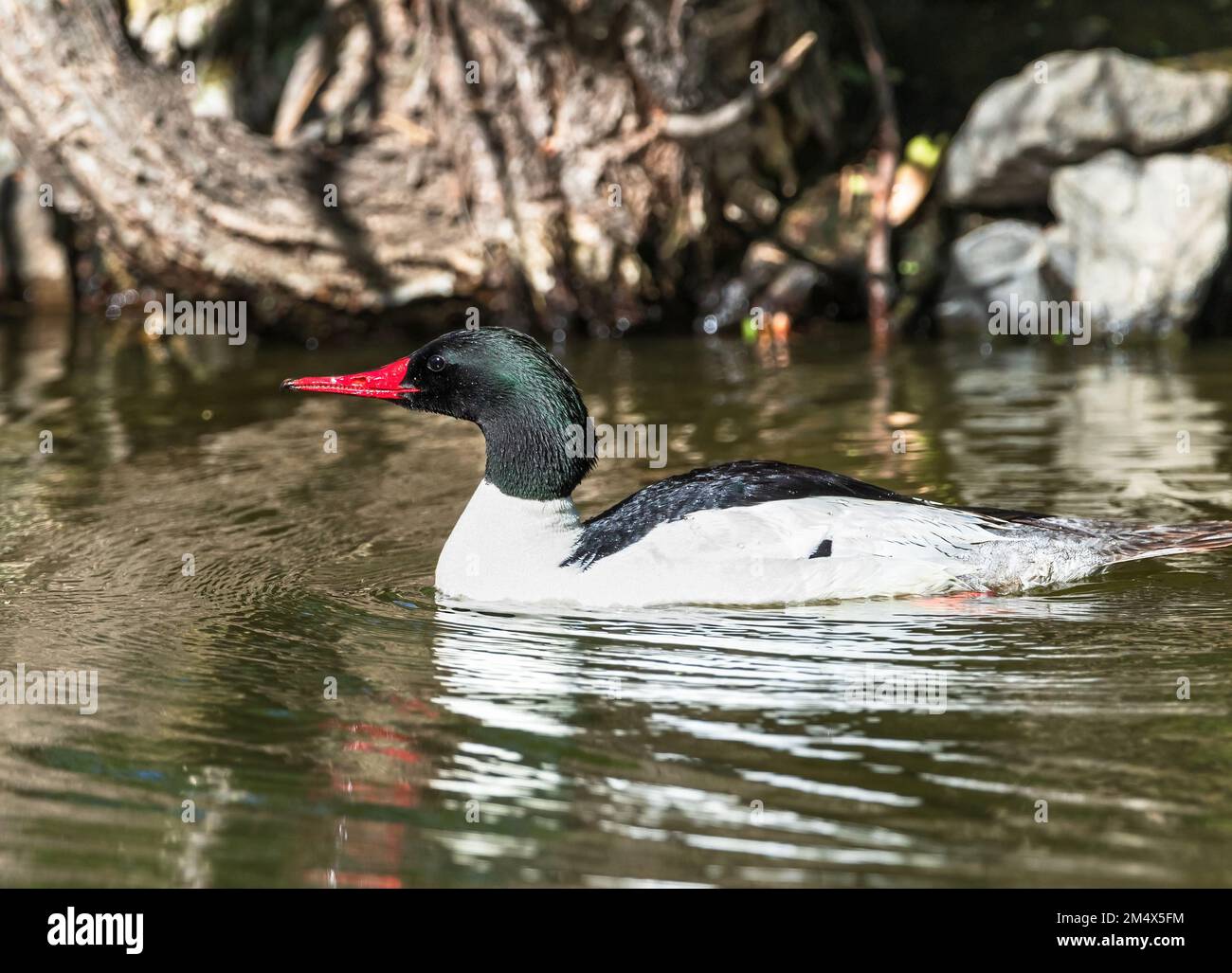 A Common Merganser drake swimming in a pond, with a bright, beautifully red bill during its breeding season. Stock Photo