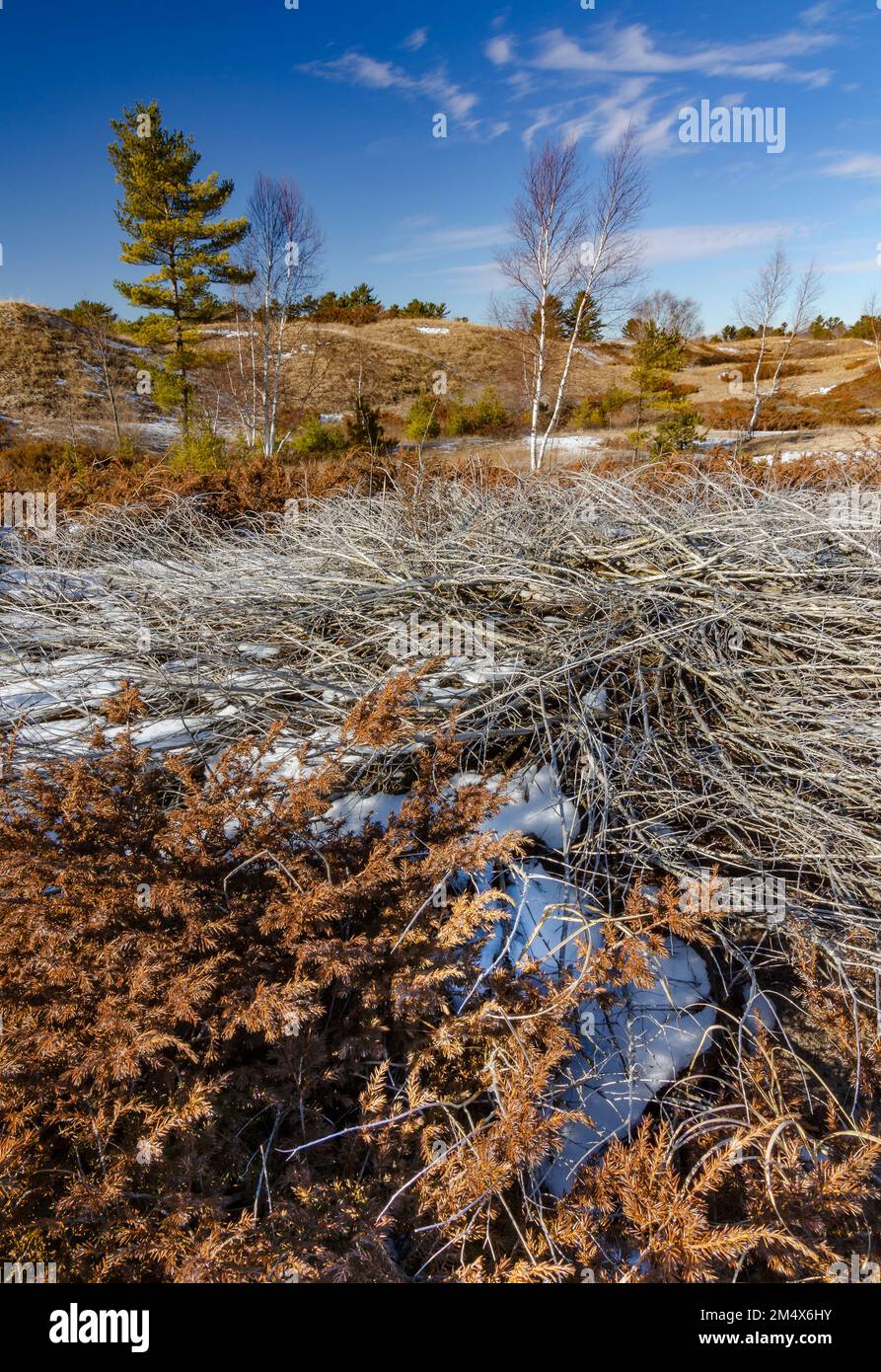 Juniper, a native evergreen which can spread invasively covers large