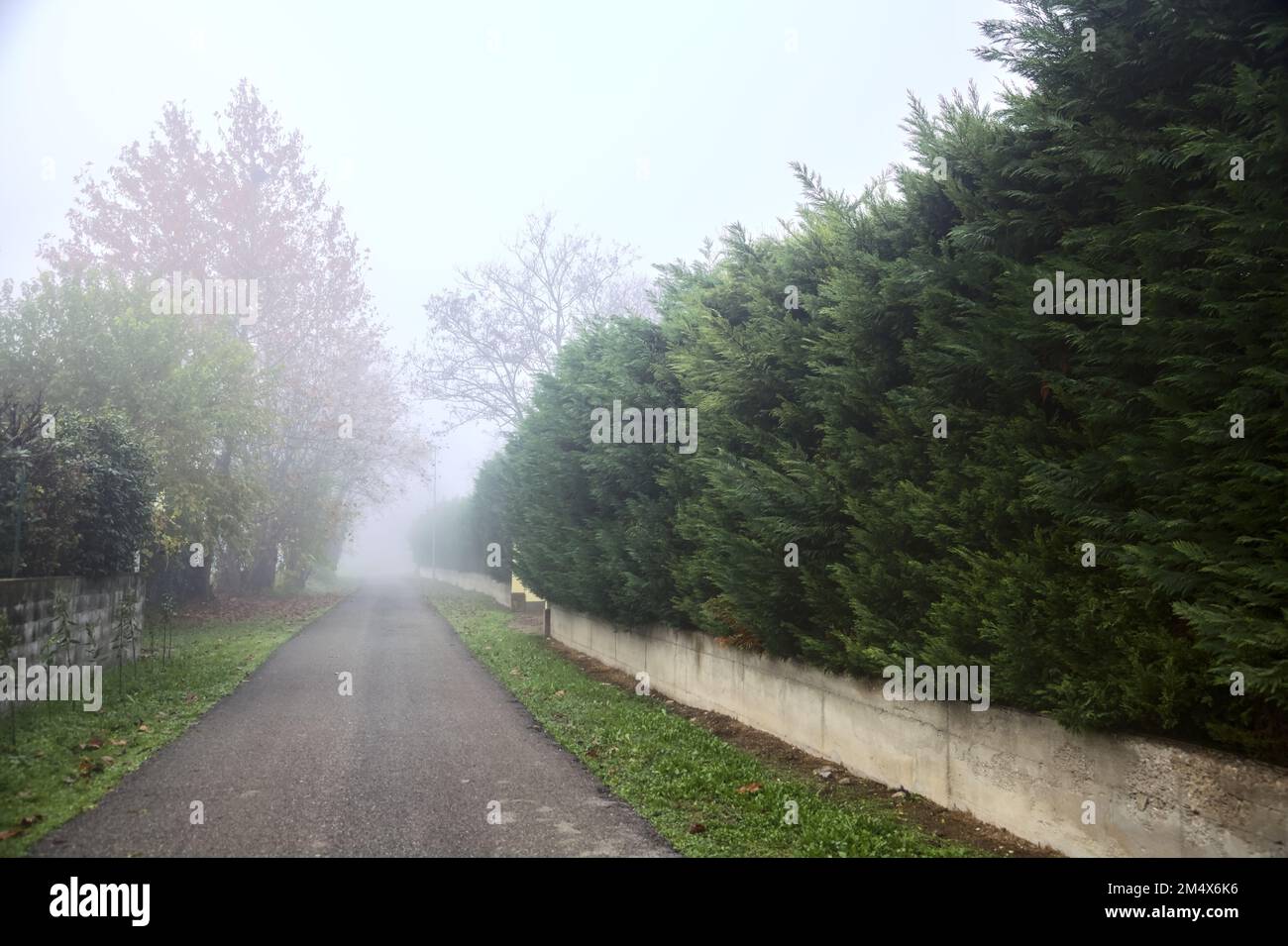 Small country road bordered by hedges on a foggy day Stock Photo - Alamy