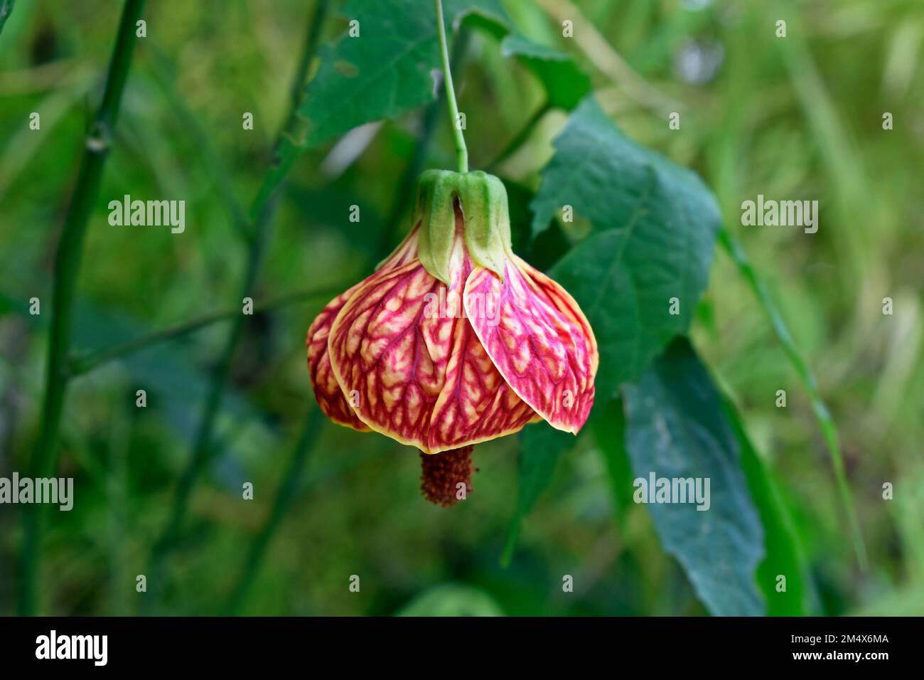 Chinese lantern flower (Abutilon pictum or Abutilon striatum) on garden Stock Photo