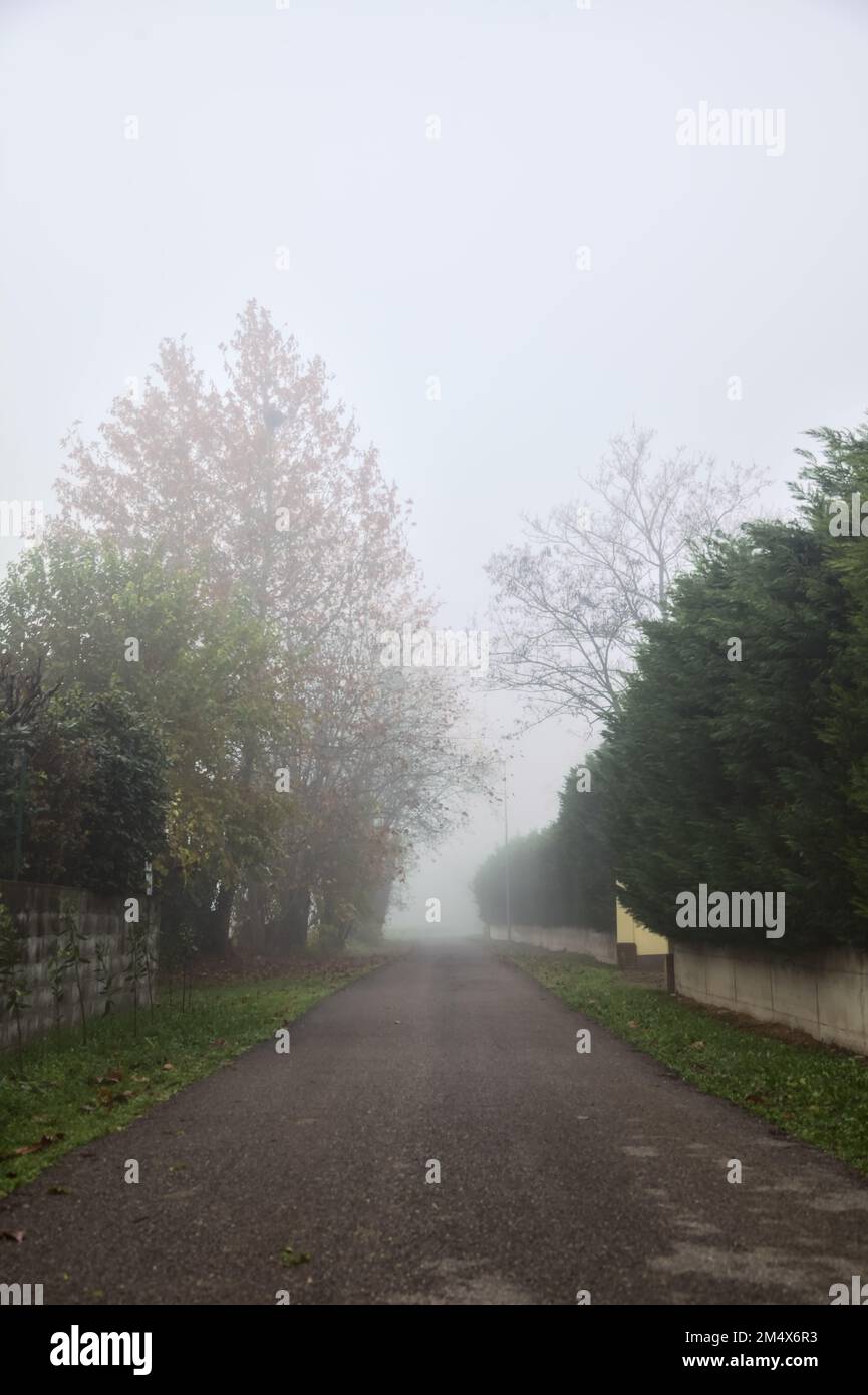 Small country road bordered by hedges on a foggy day Stock Photo - Alamy