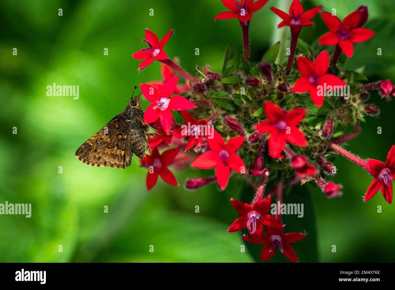 A closeup shot of Pentas lanceolata flowers with a blurred background Stock Photo