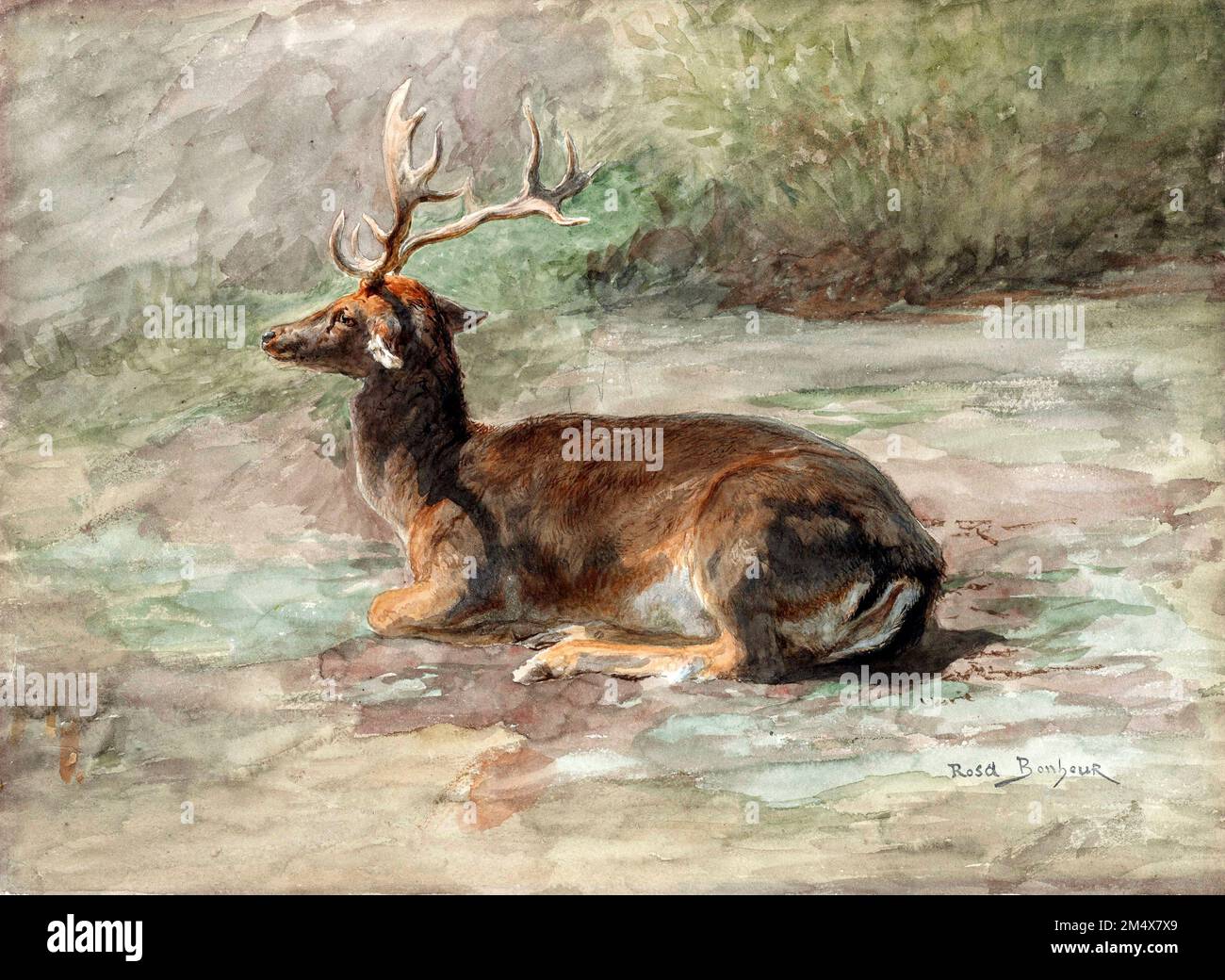 Stag Lying Down by Rosa Bonheur (Marie-Rosalie Bonheur: 1822-1899), watercolor and gouache over graphite on cream wove paper, c. 1875-85 Stock Photo