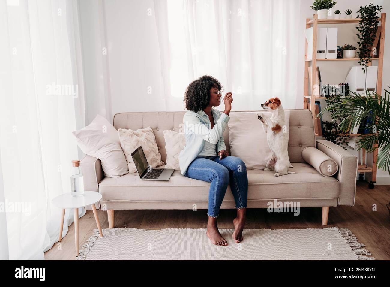 Woman feeding dog rearing up on sofa at home Stock Photo