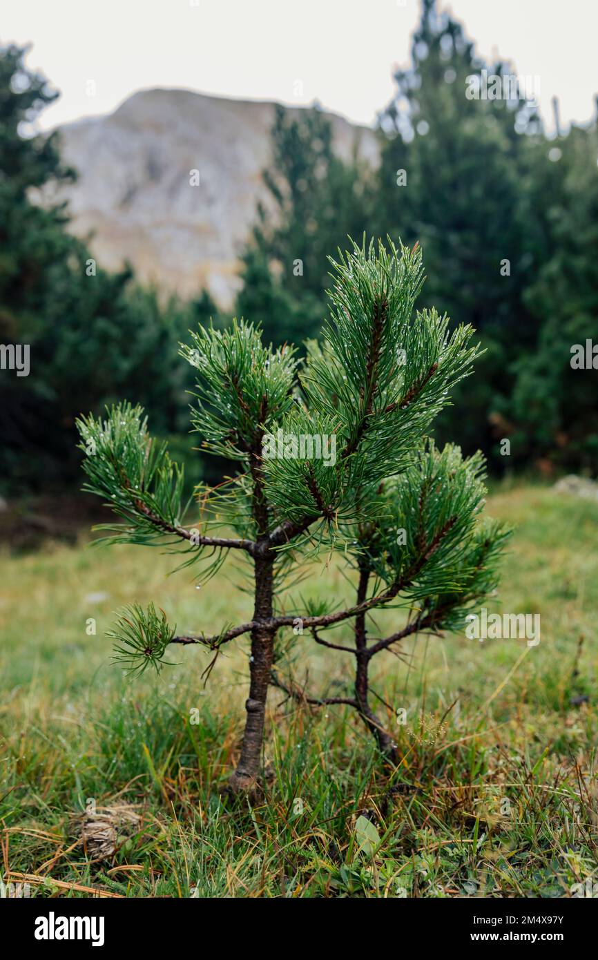 Growth of pine plant in front of trees Stock Photo - Alamy