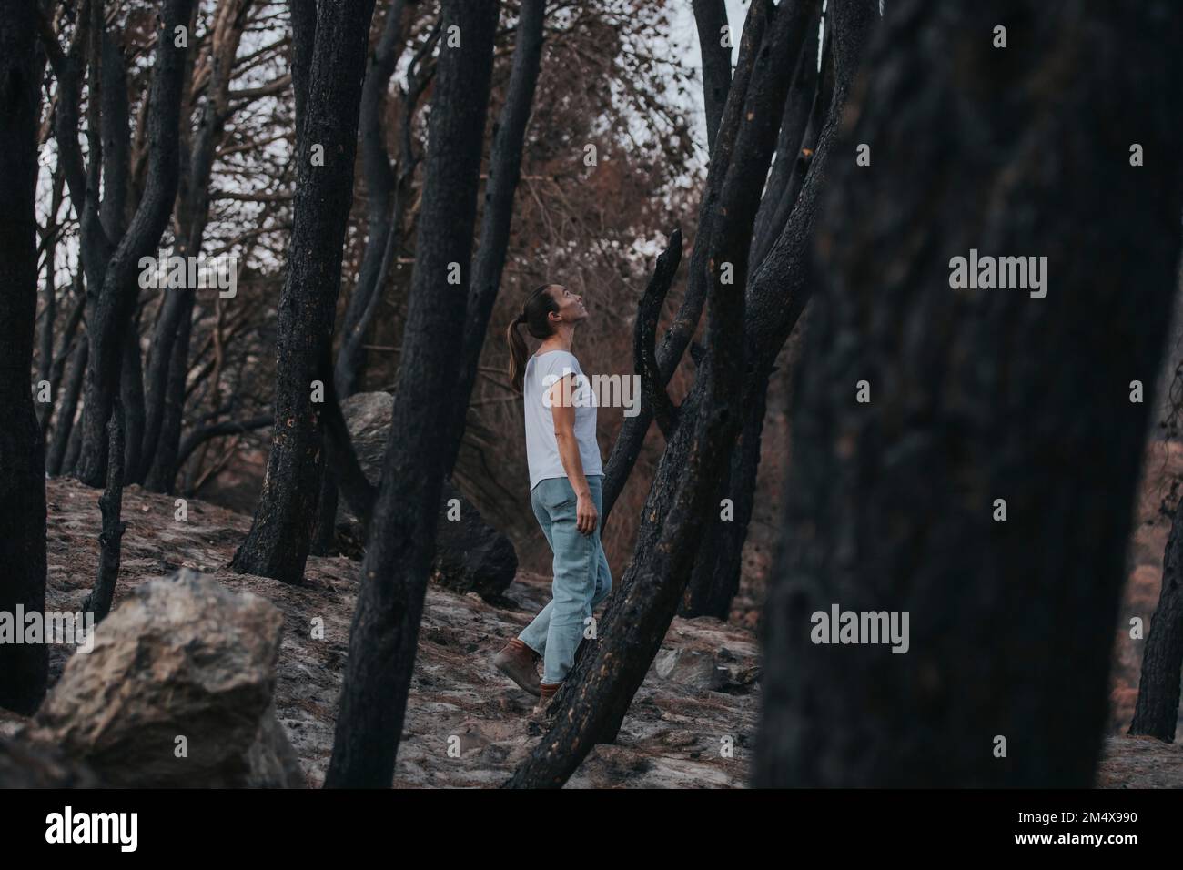 Woman walking amidst burnt trees in forest Stock Photo