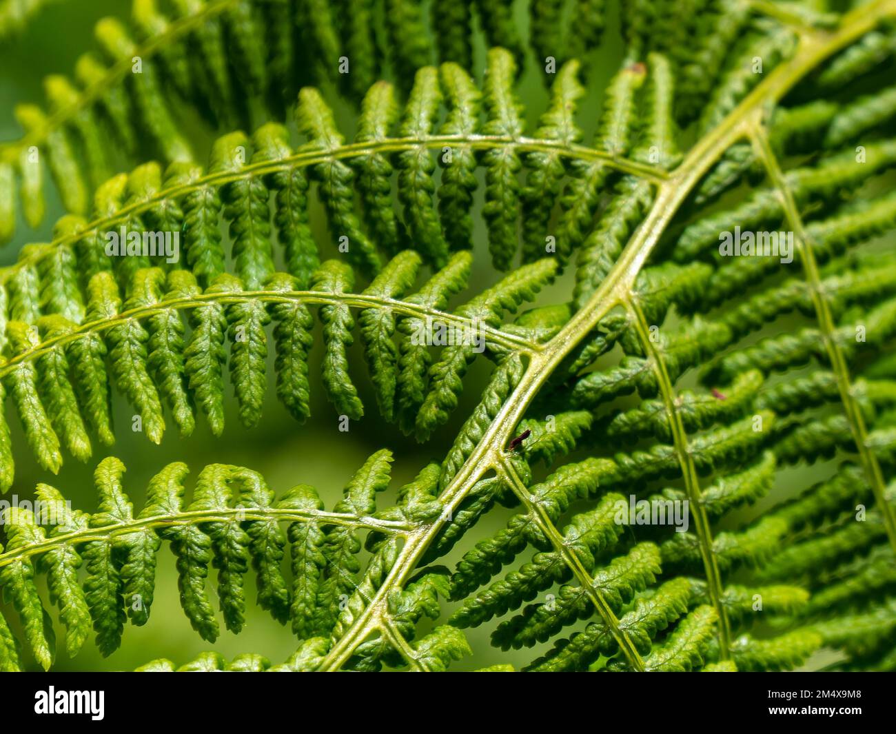 Fern leaf pattern hi-res stock photography and images - Alamy