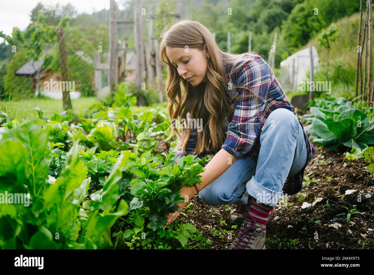 Young woman planting leaf vegetable in garden Stock Photo