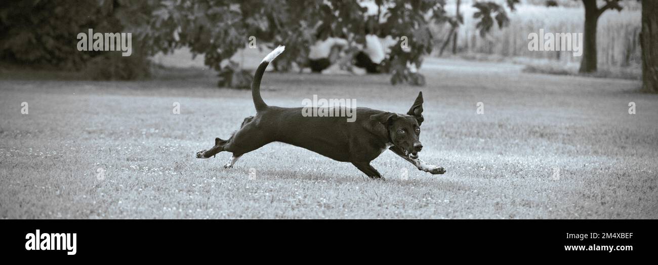 White dog in black hi-res stock photography and images - Alamy