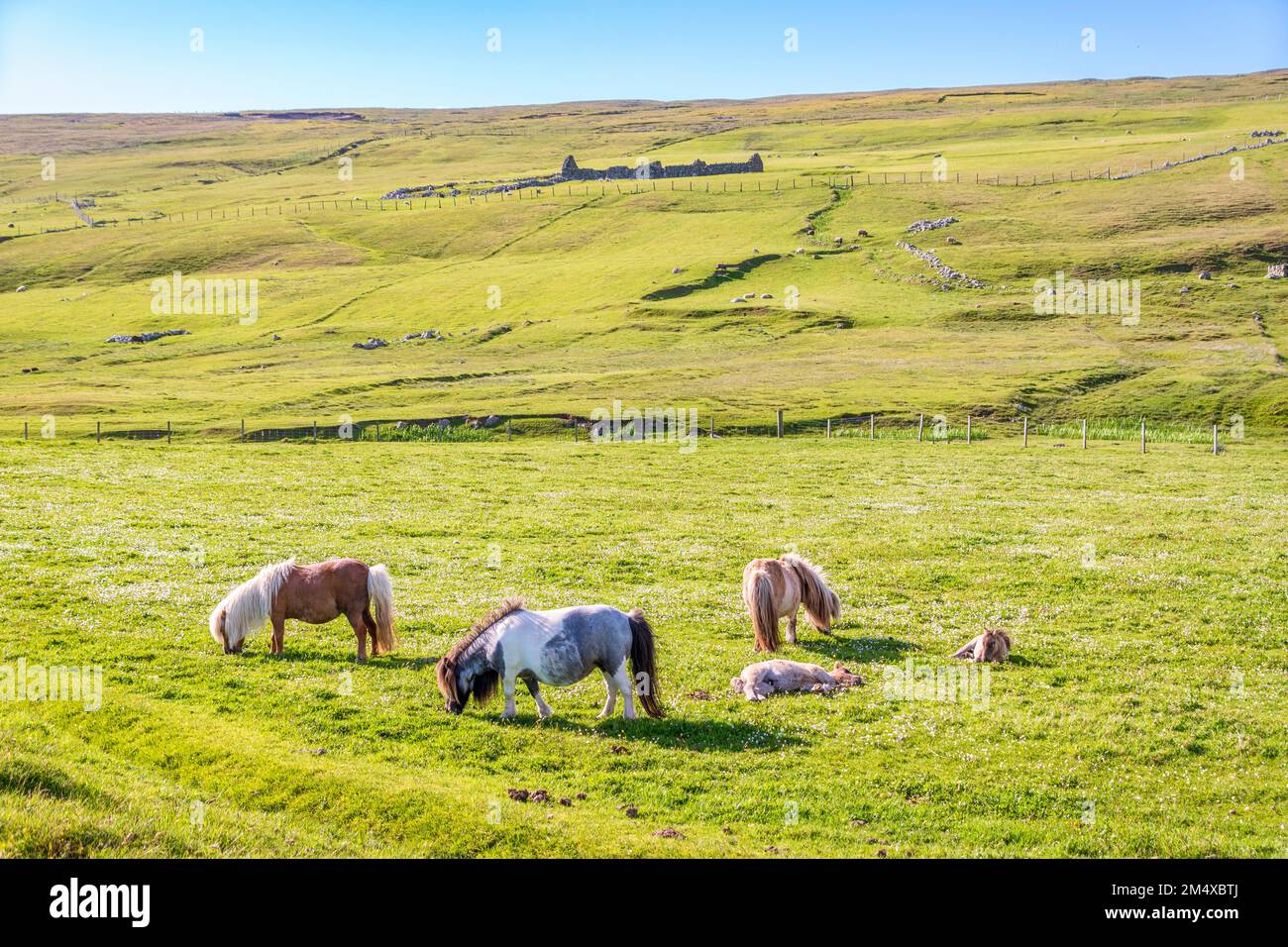 UK, Scotland, Ponies grazing in green summer pasture Stock Photo