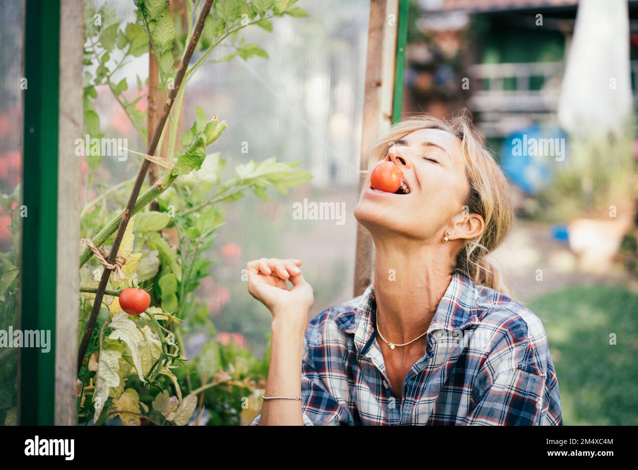 Mature woman holding tomato in mouth at vegetable garden Stock Photo ...