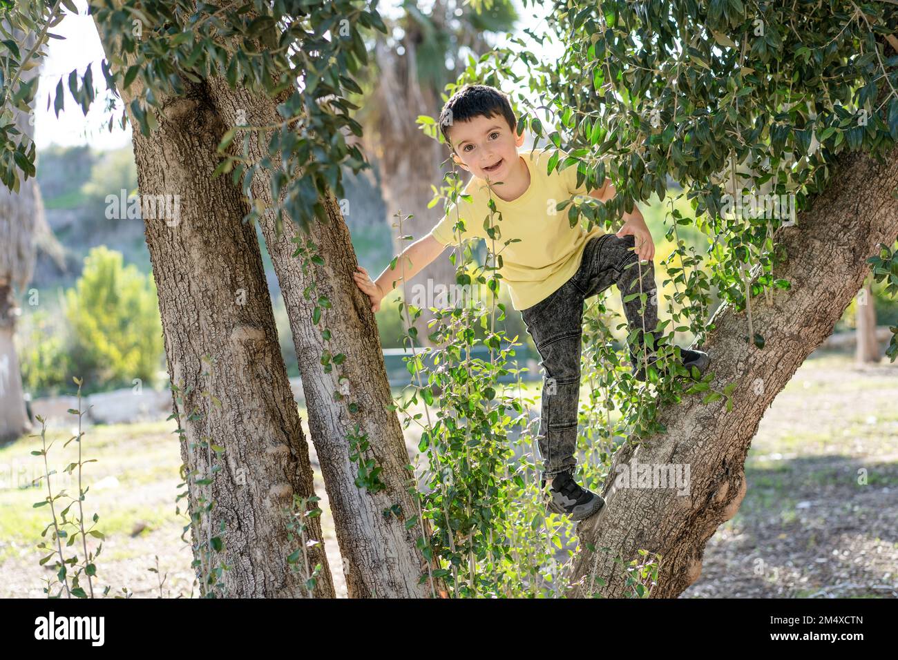Happy boy playing in tree. Little kid climbing tree in summertime. Stock Photo