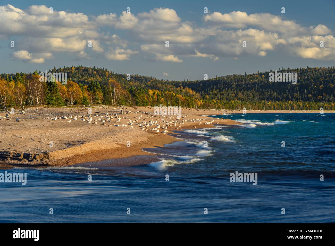 Roosting gulls, a sand bar at the mouth of the Michipicoten River, Rock Island Lodge, Wawa, Ontario, Canada Stock Photo