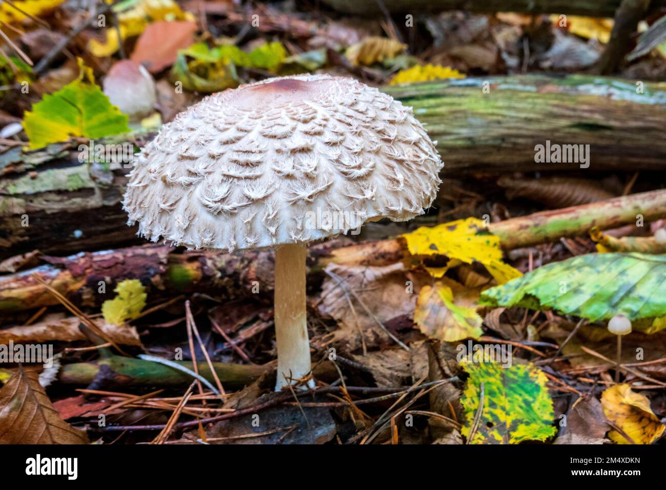 Shaggy parasol mushroom growing on forest floor in autumn Stock Photo