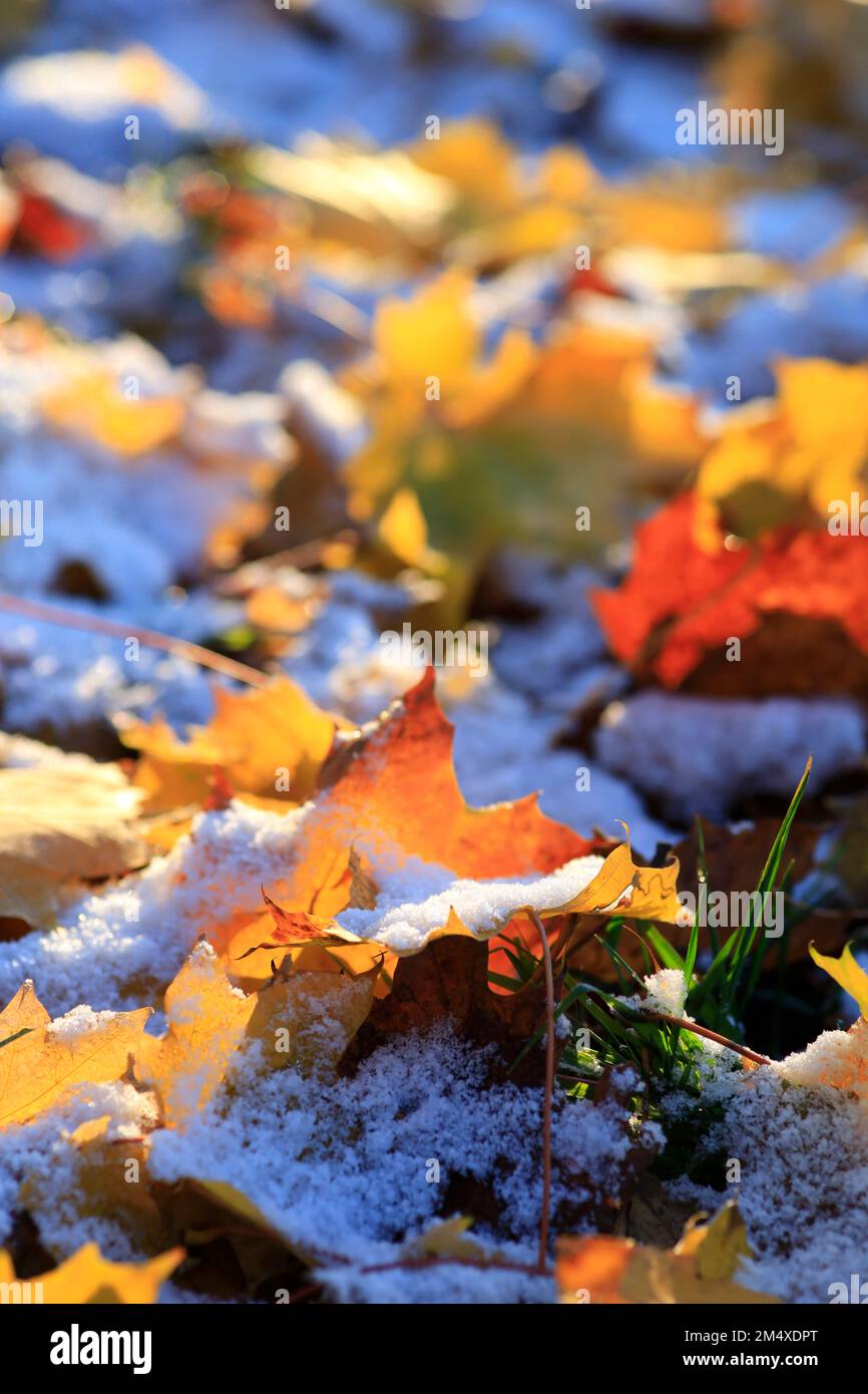 Fallen leaves covered in first snow Stock Photo - Alamy