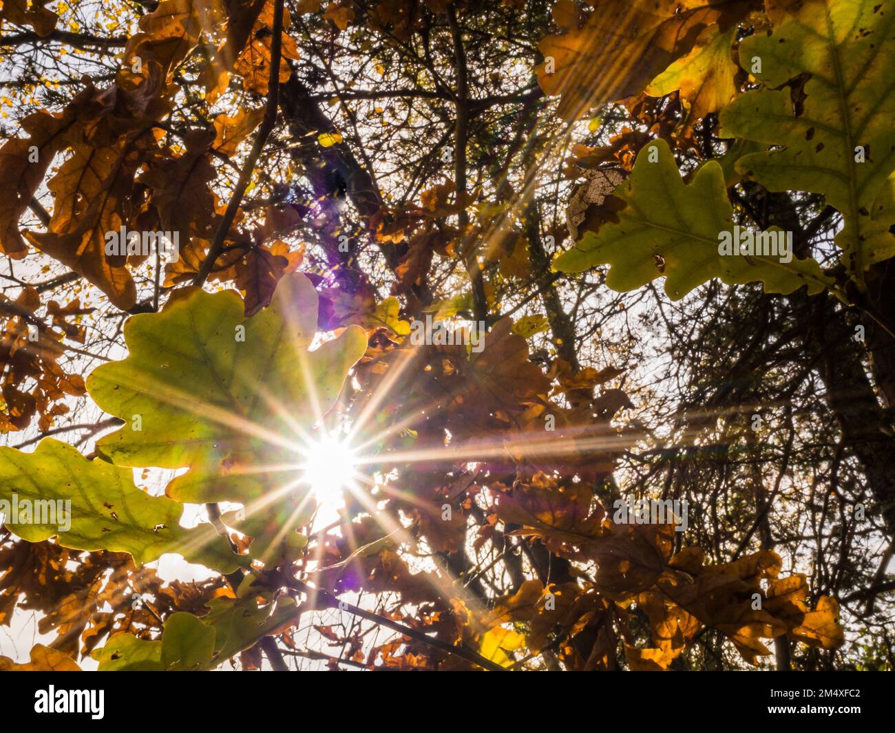 Sun shining through autumn leaves Stock Photo