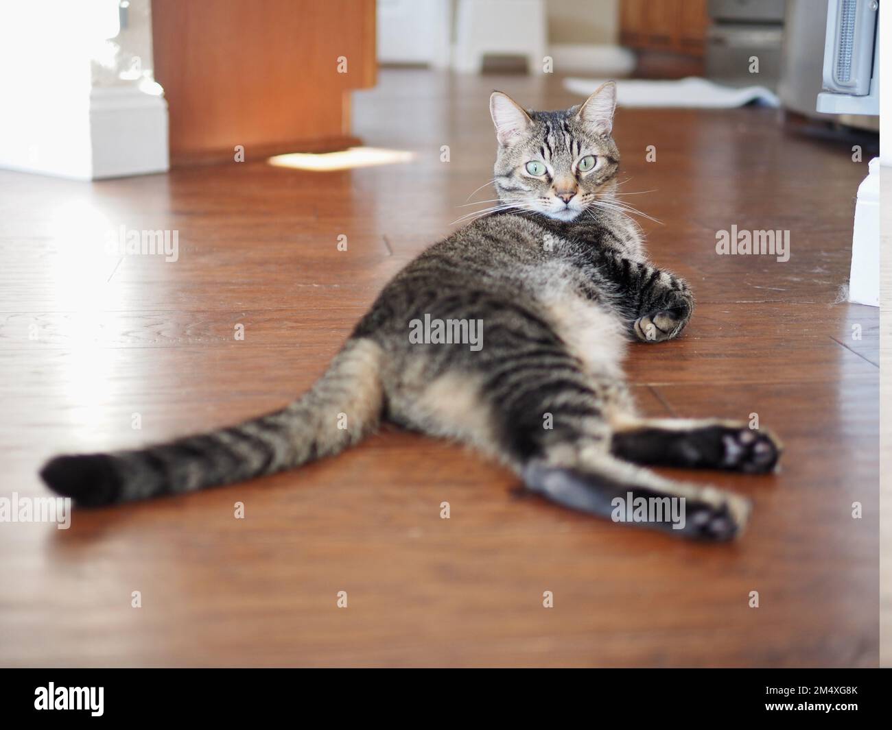 Morphy the tabby cat sunbathing Stock Photo - Alamy
