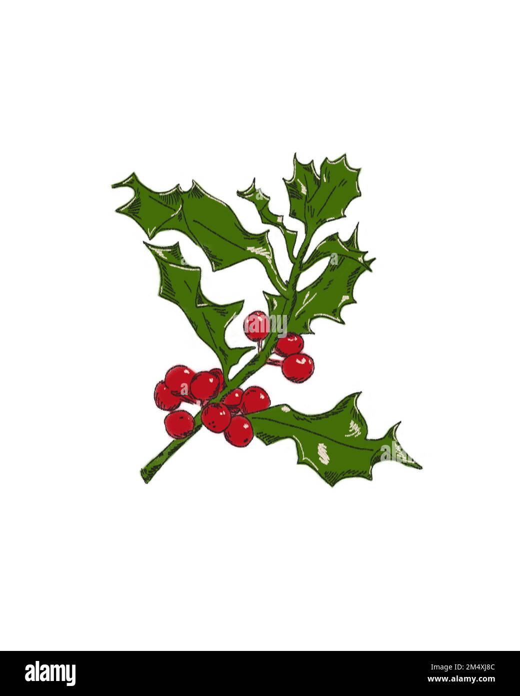 Holly branch design with green leaves and red berries for Christmas ...