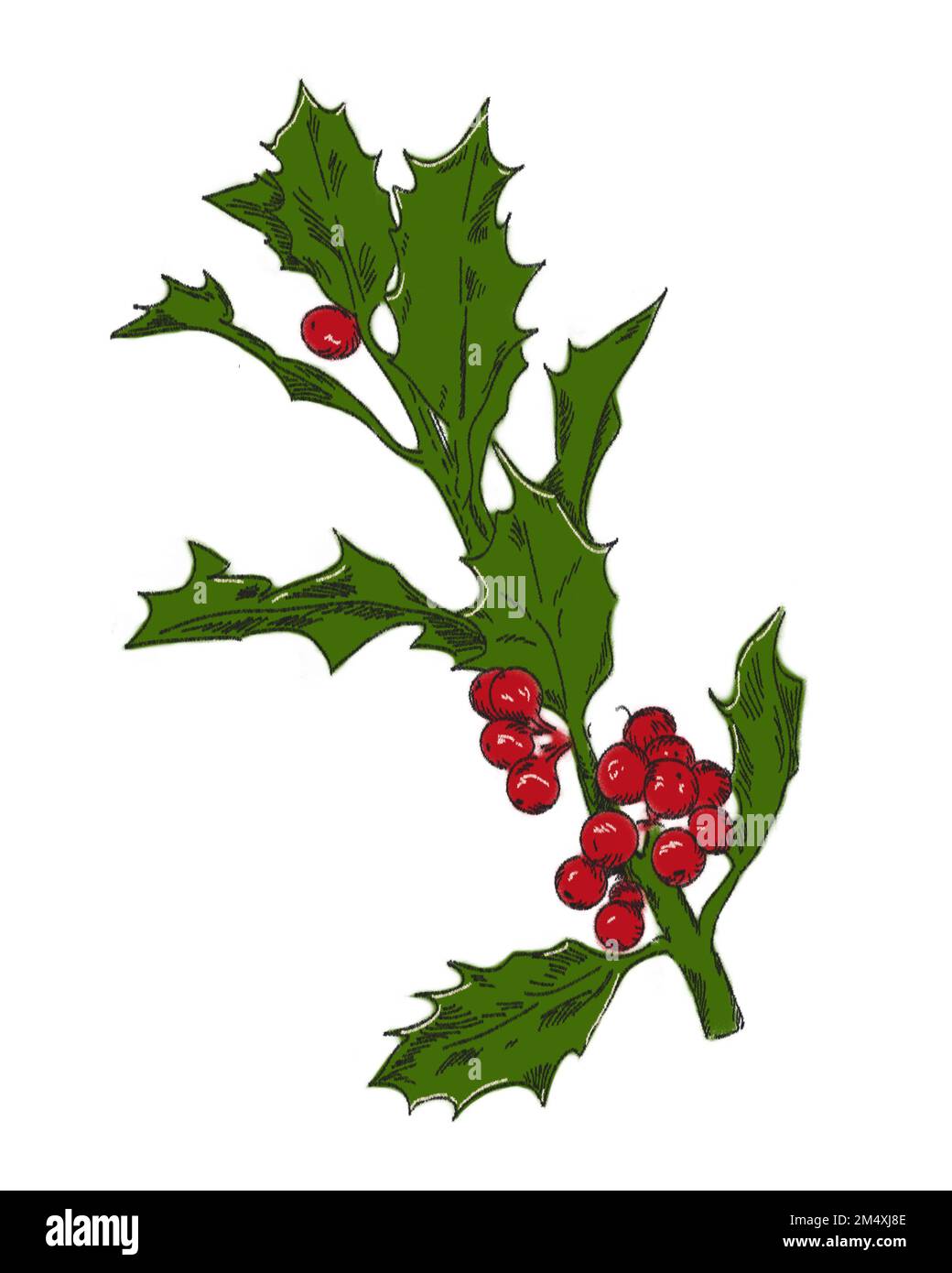 Holly branch design with green leaves and red berries for Christmas