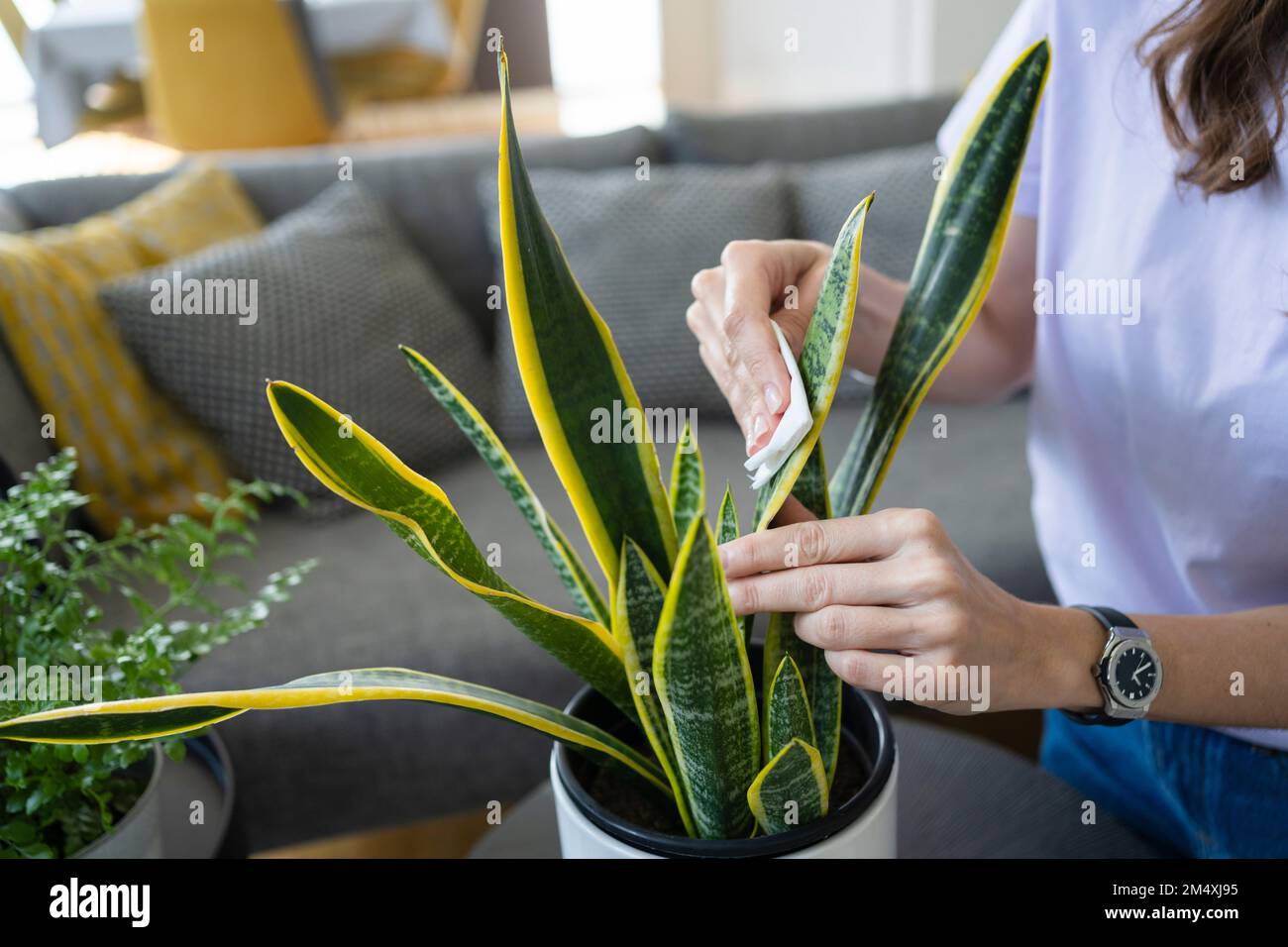 cleaning-plant-leaves-hi-res-stock-photography-and-images-alamy