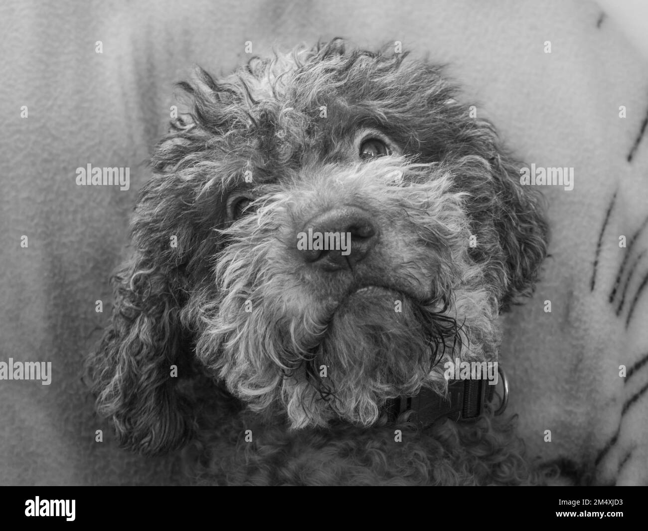 cute Lagotto romagnolo sits in at home. Brown dog with beige spots. The