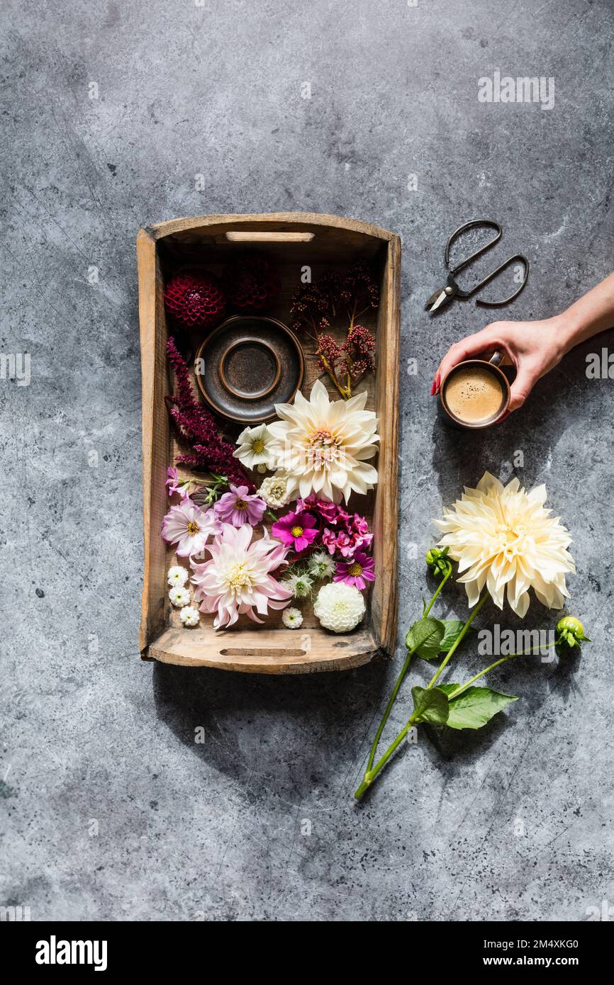 Studio shot of tray with various flowers and hand of woman picking up cup of coffee Stock Photo