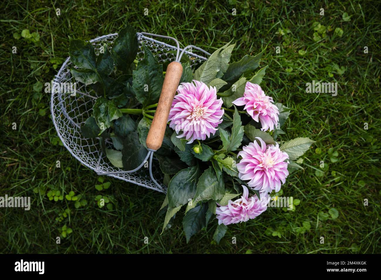 Basket with freshly cut dahlias of Verones DF variety Stock Photo