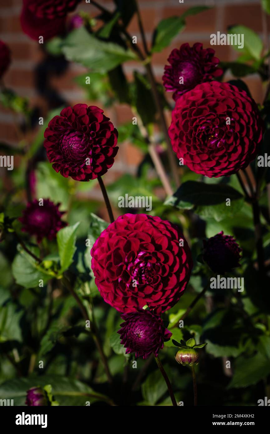 Red blooming dahlias of Ivanetti variety Stock Photo
