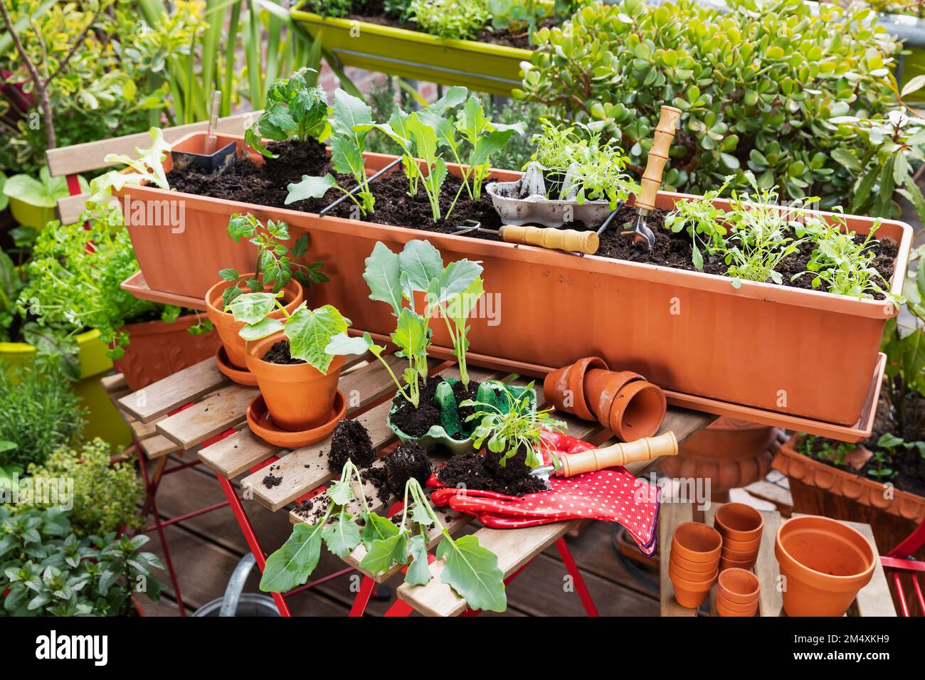 Planting of vegetables in balcony garden Stock Photo Alamy