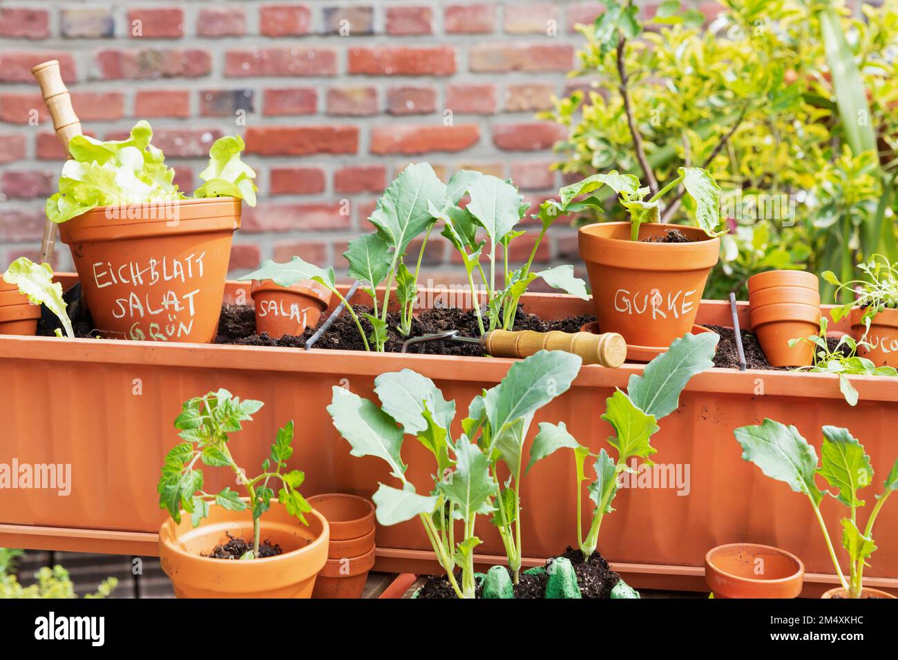 Planting of vegetables in balcony garden Stock Photo Alamy