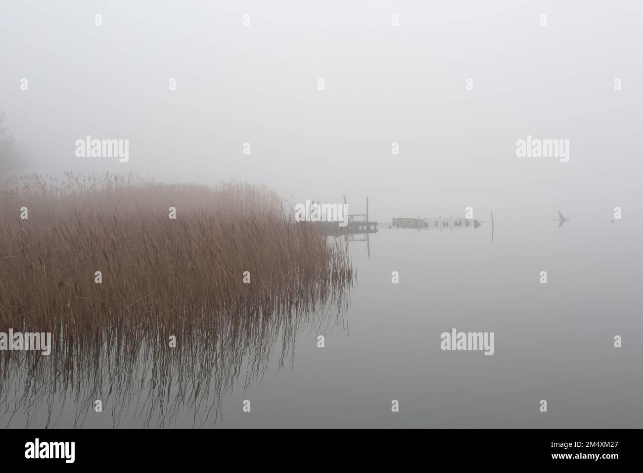 Reeds on lake shore hi-res stock photography and images - Alamy
