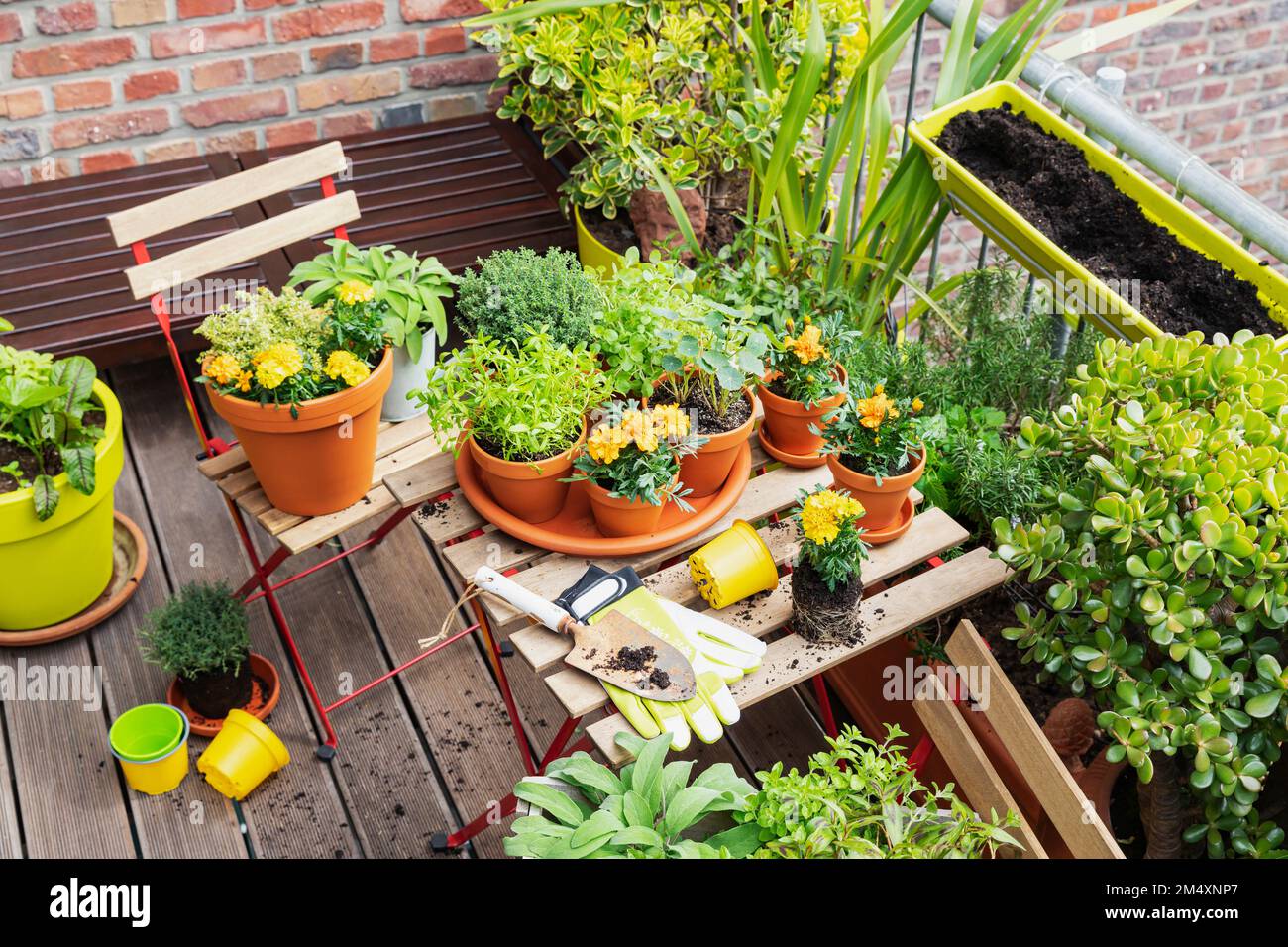 Herbs cultivated in balcony garden Stock Photo Alamy