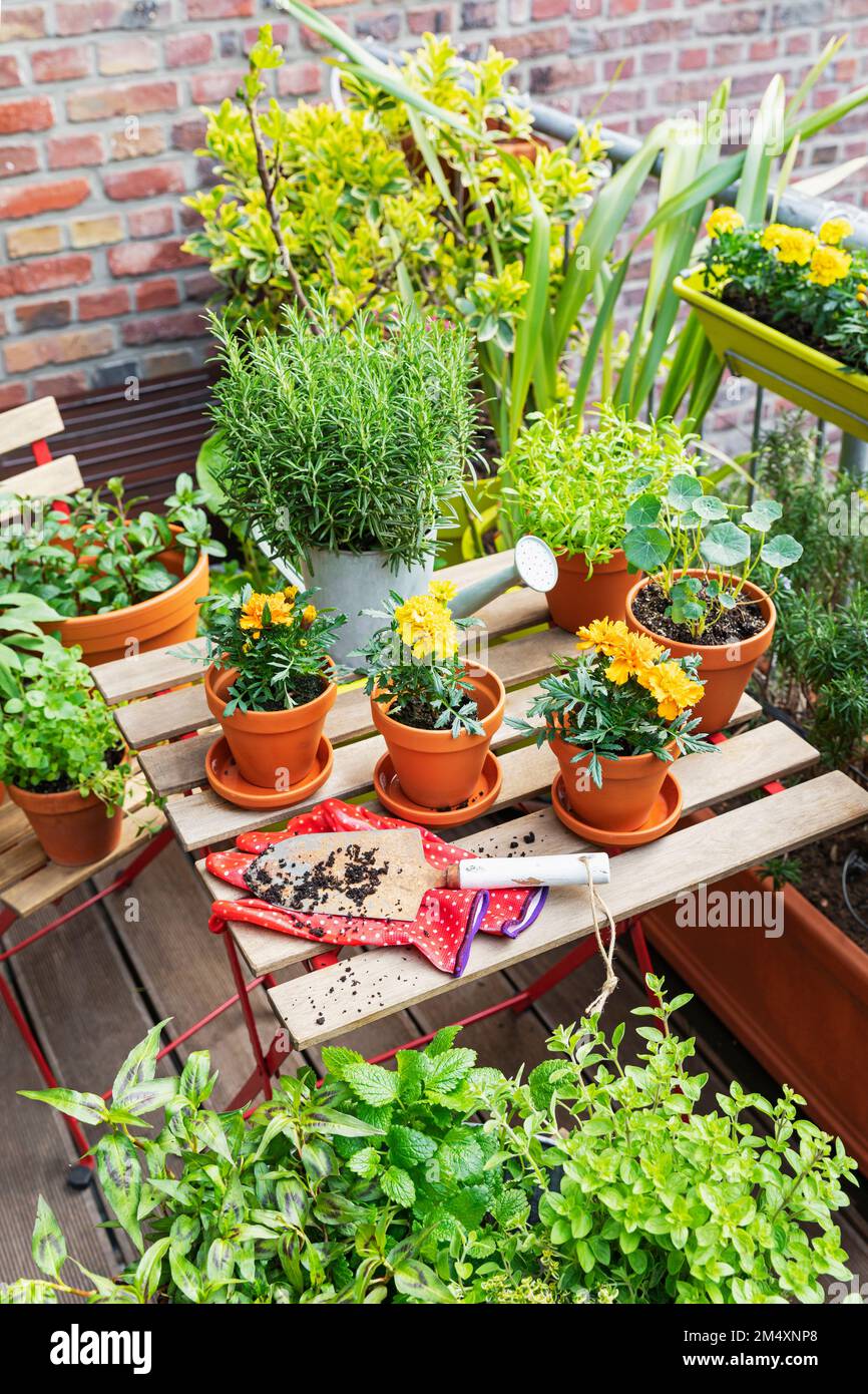 Herbs cultivated in balcony garden Stock Photo Alamy