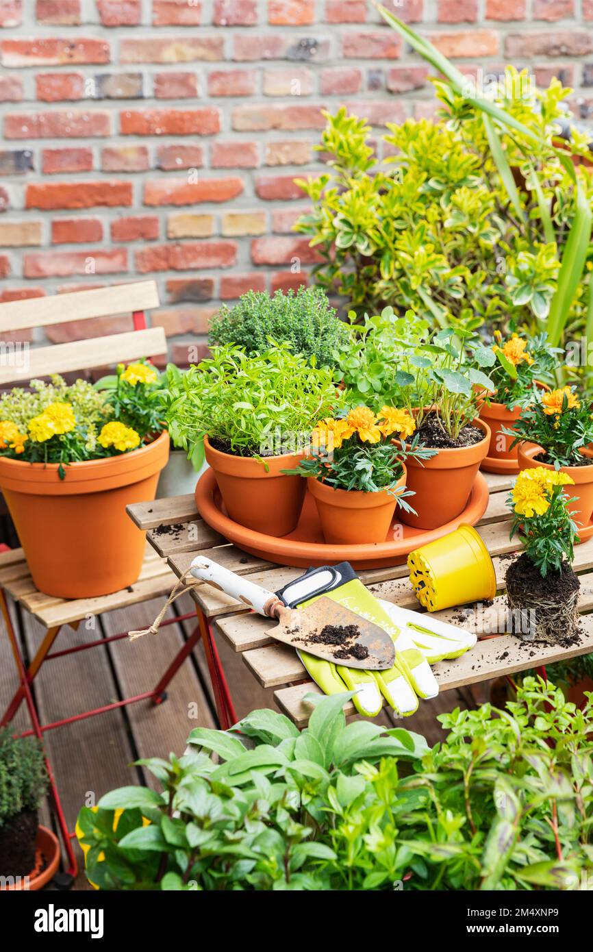 Herbs cultivated in balcony garden Stock Photo Alamy
