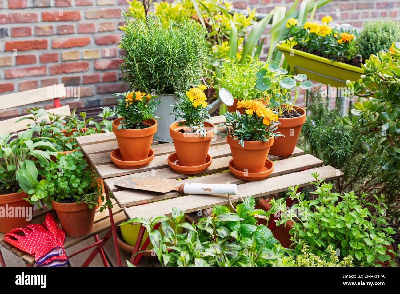 Herbs cultivated in balcony garden Stock Photo Alamy