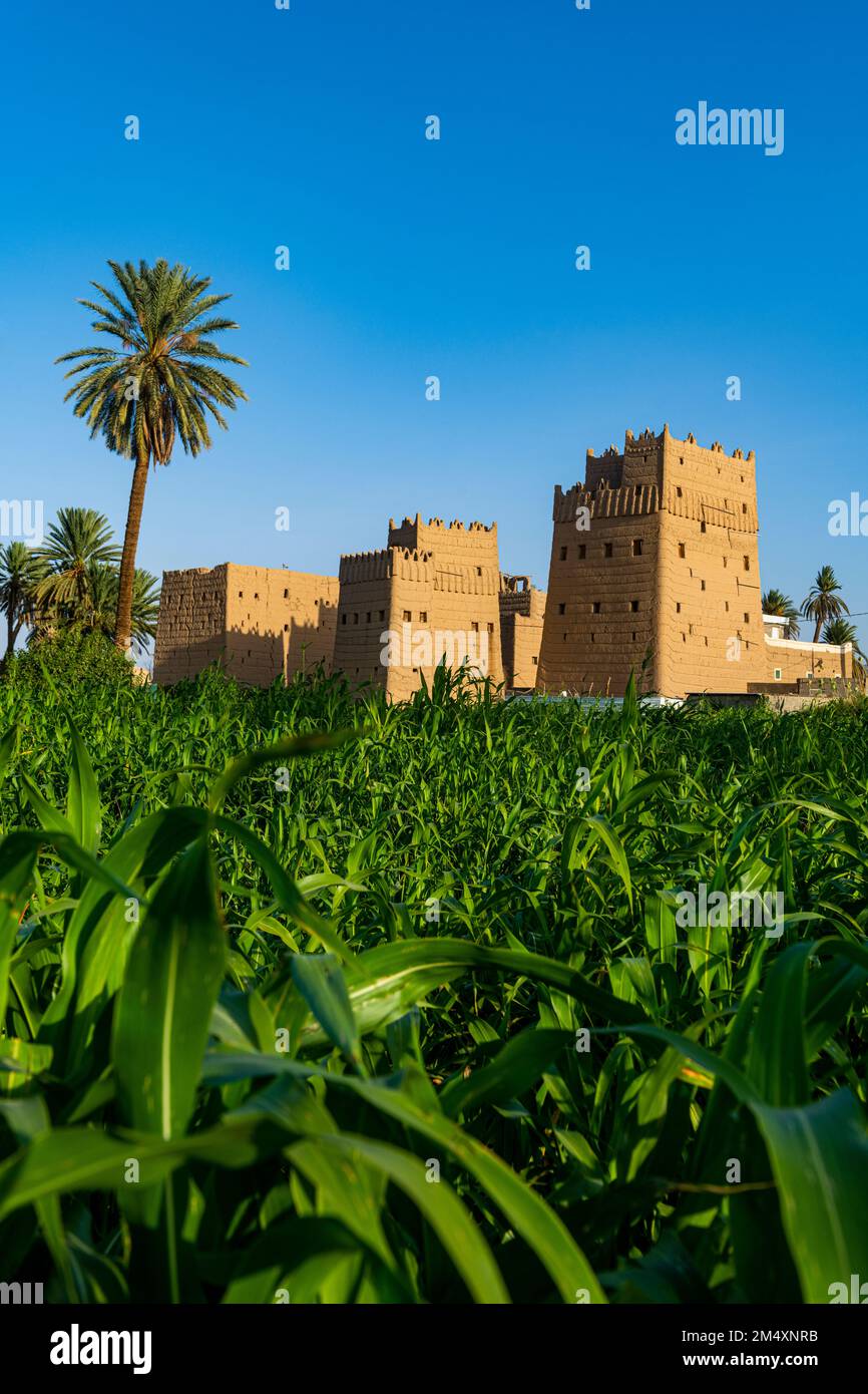 Saudi Arabia, Najran Province, Najran, Green plants growing in front of