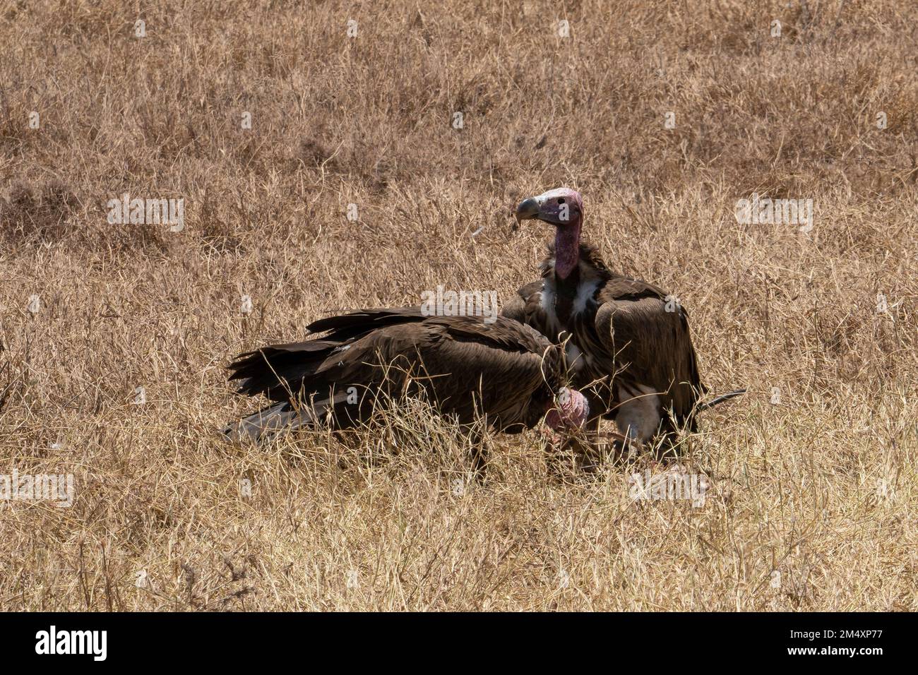 A couple of nubian vultures eating the remains of a carcass in a dry grass field in tanzania. Stock Photo